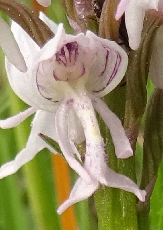 tutte Orchis militaris ?.....s !